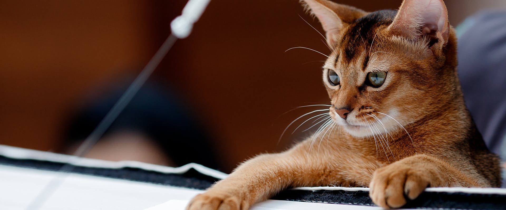 An Abyssinian cat playing with a string toy