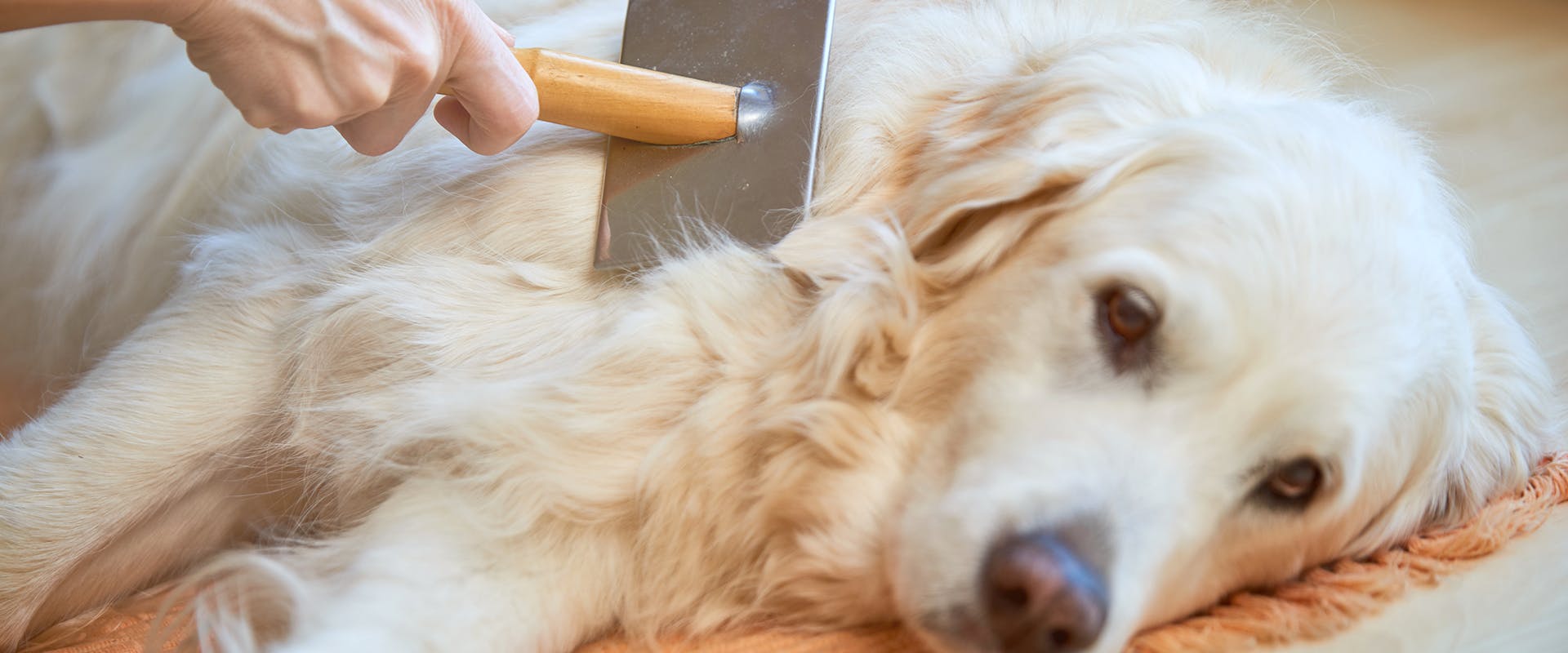 Best dog brushes for shedding - a Golden Retriever being brushed with a deshedding brush