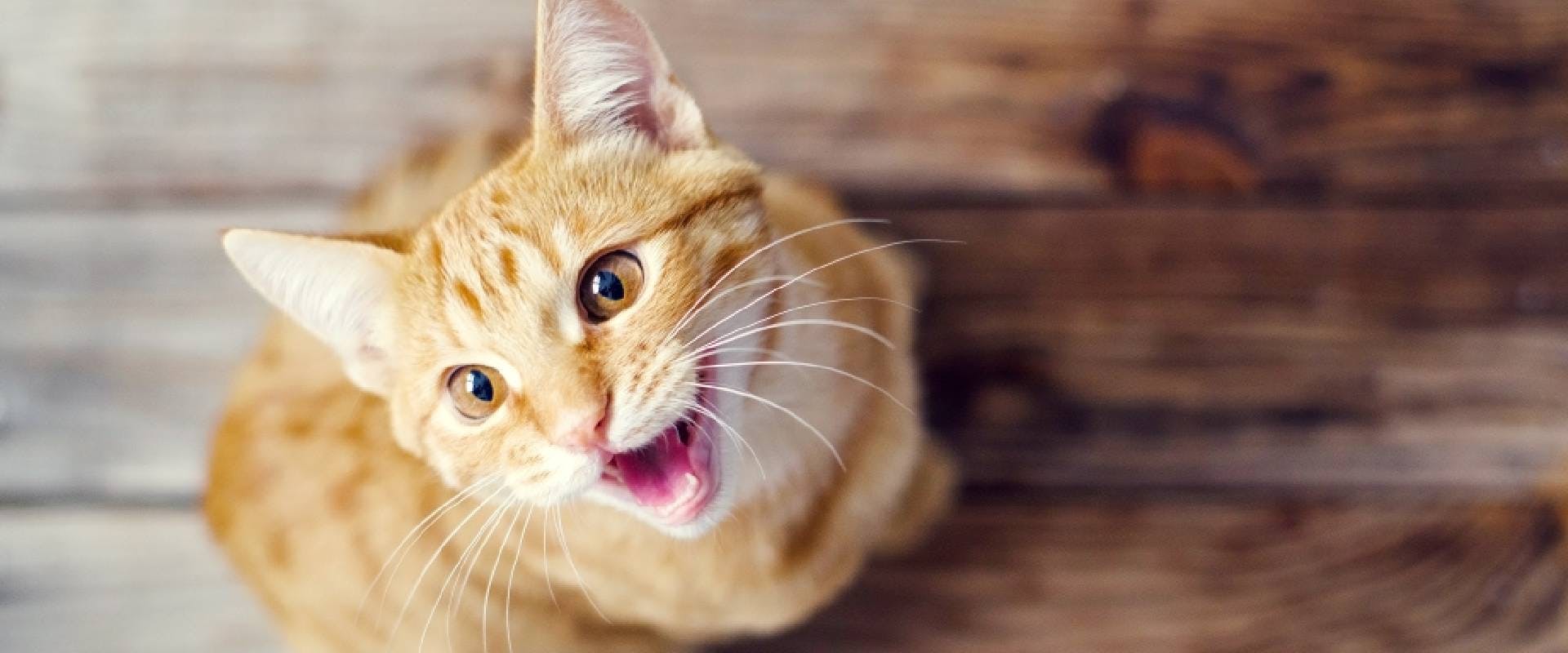 Ginger cat meowing