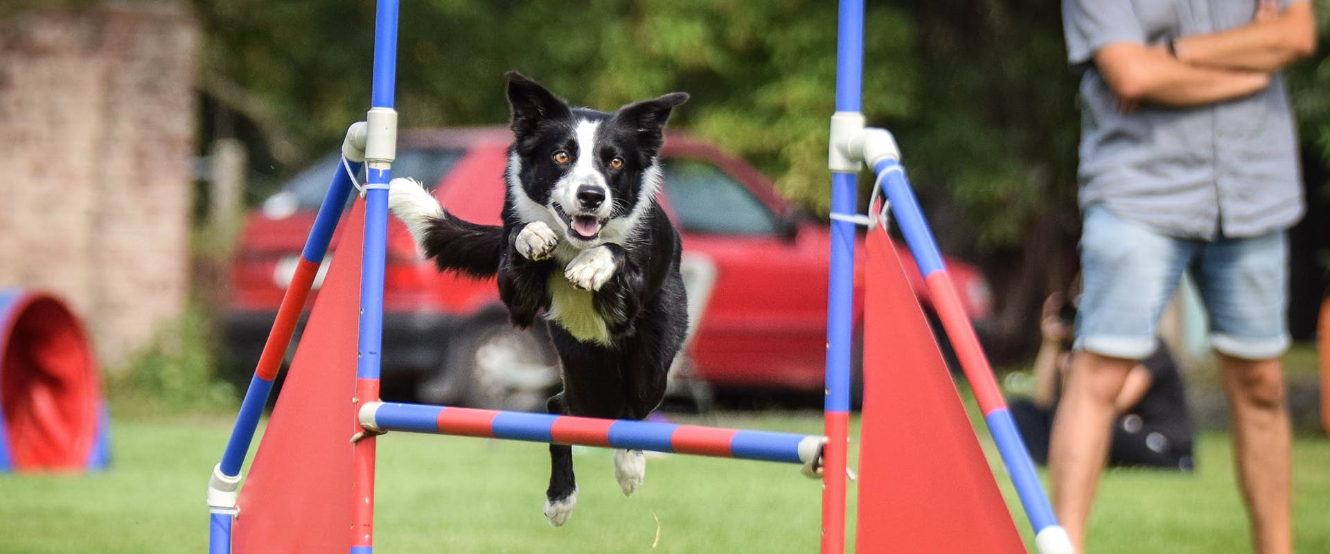 A Border Collie jumping over hurdles in an agility task