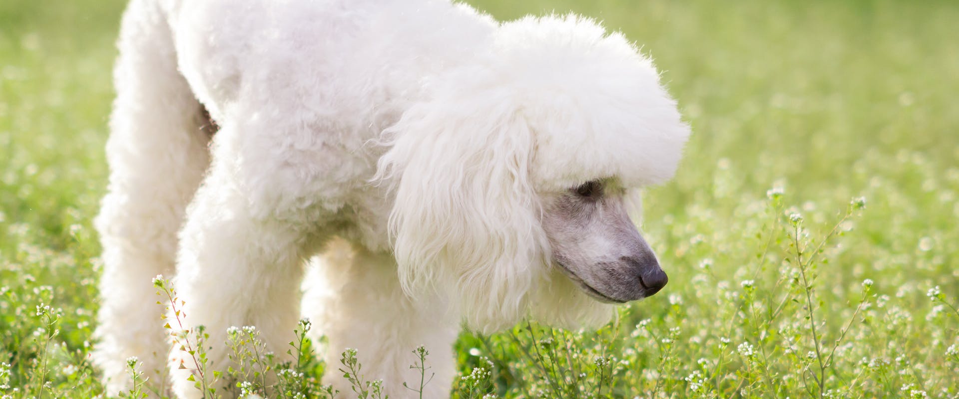 A Poodle sniffing the grass