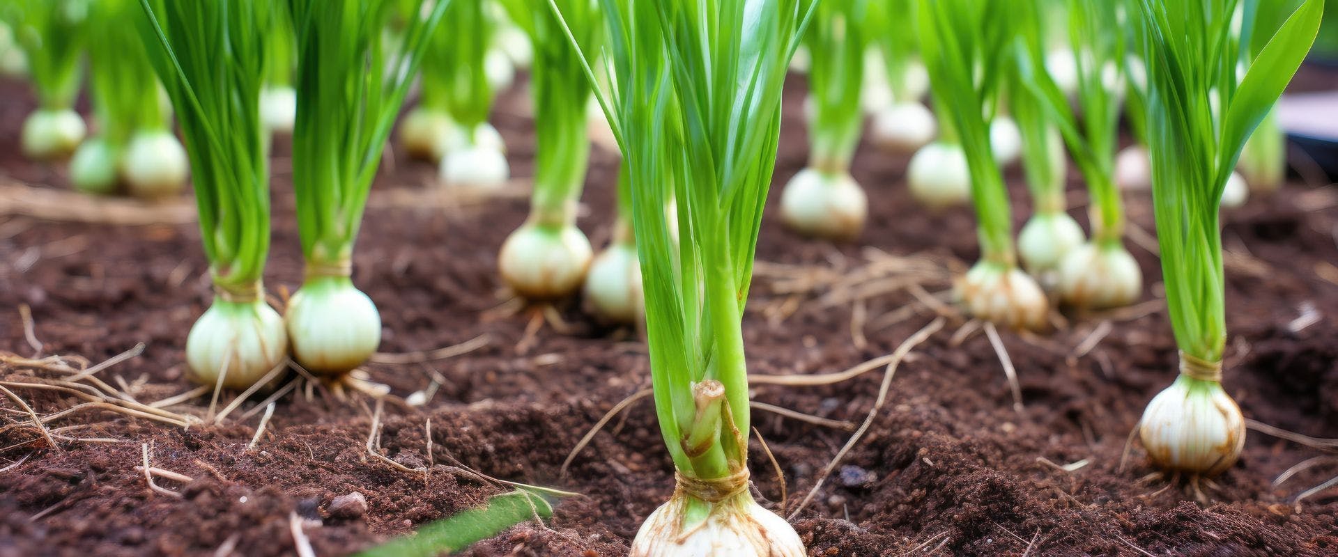 Garlic growing in a field