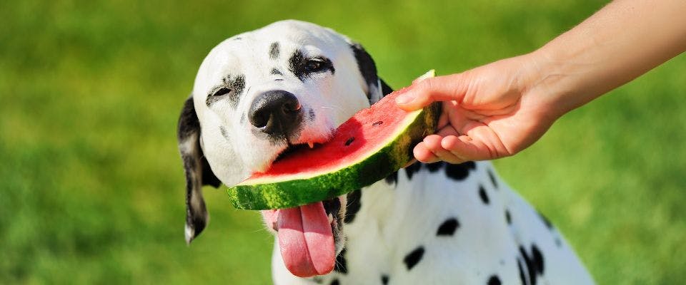 Dalmatian dog eating watermelon