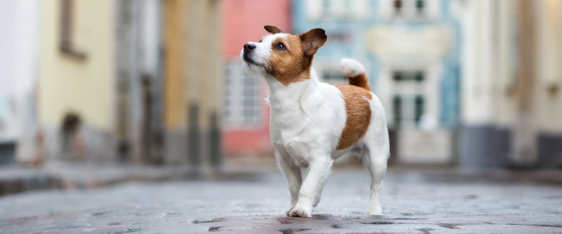 A cute Jack Russell puppy walking through a street