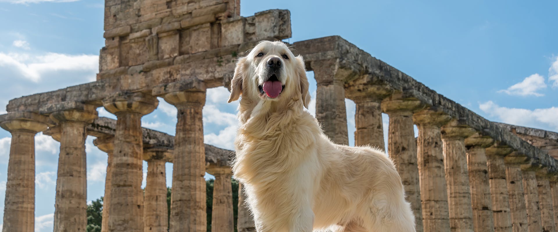 A Golden Retriever standing by some ancient ruins
