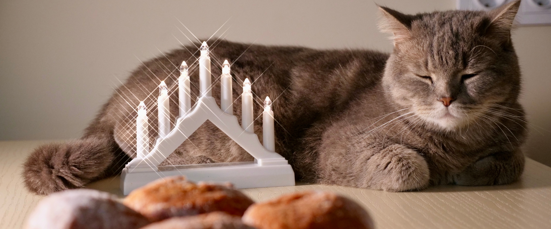 A Hanukkah cat.