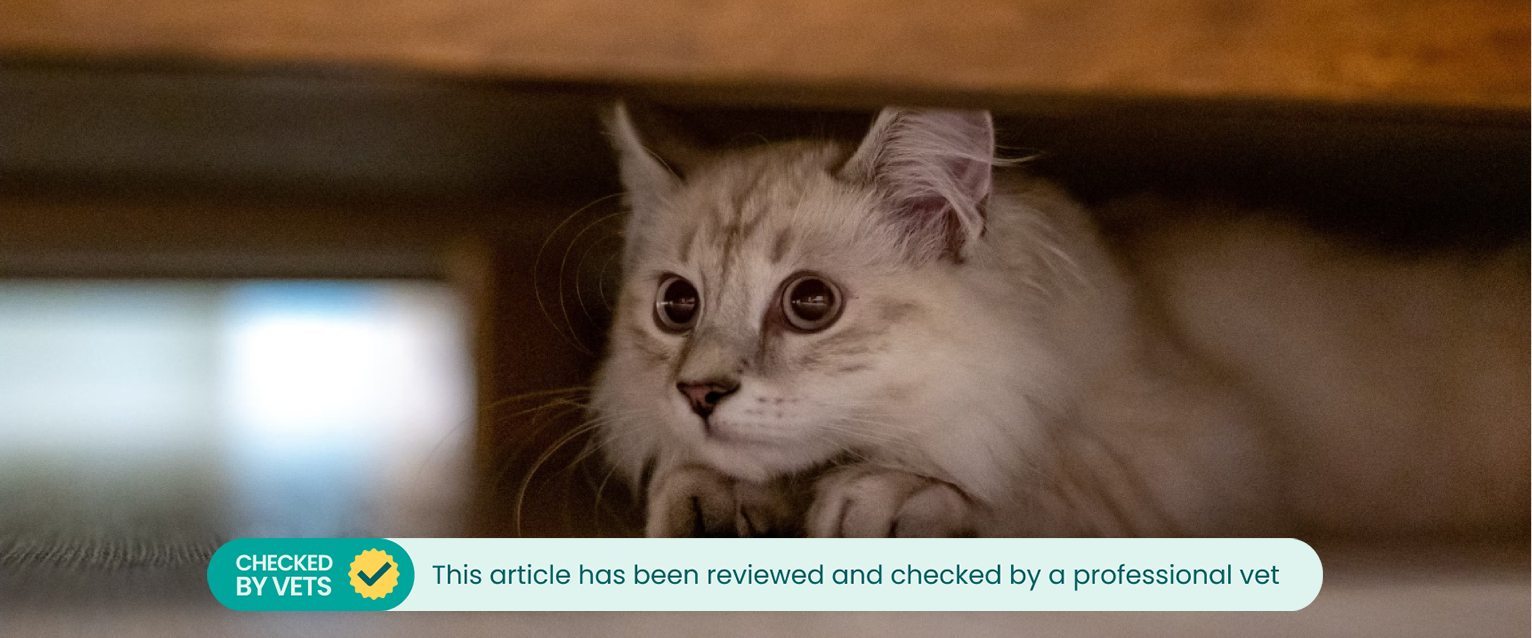 A kitten hiding under a bed