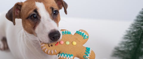 A dog carrying some gingerbread dog christmas cookies.