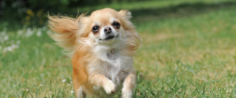 A Chihuahua runs.