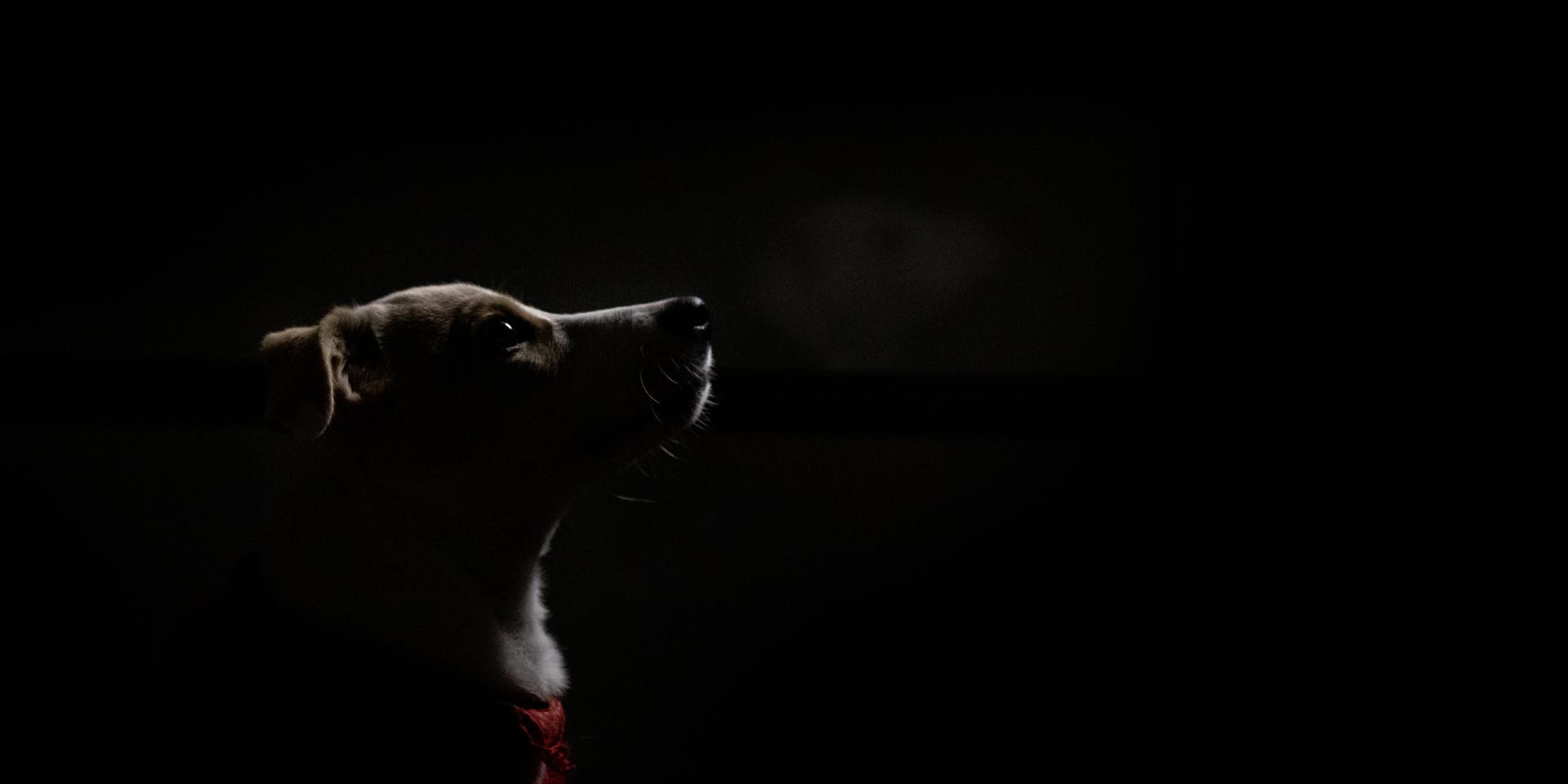 A side portrait of a puppy at night.