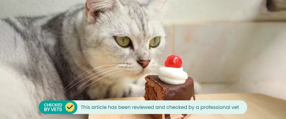 A grey cat looking at a piece of chocolate cake