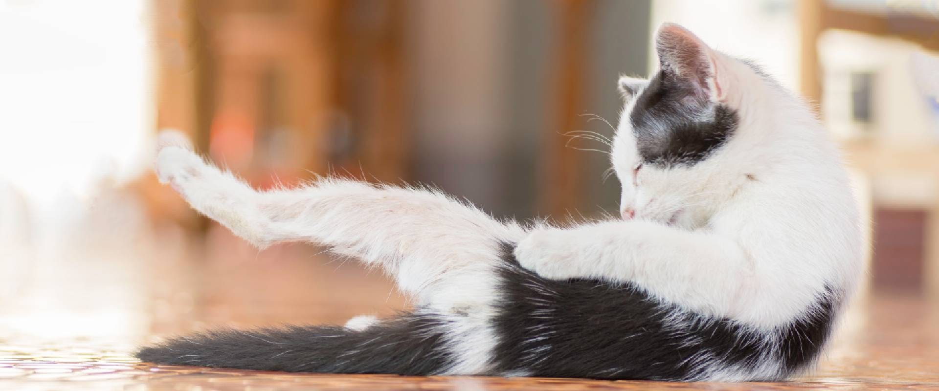 Are Dogs Cleaner Than Cats