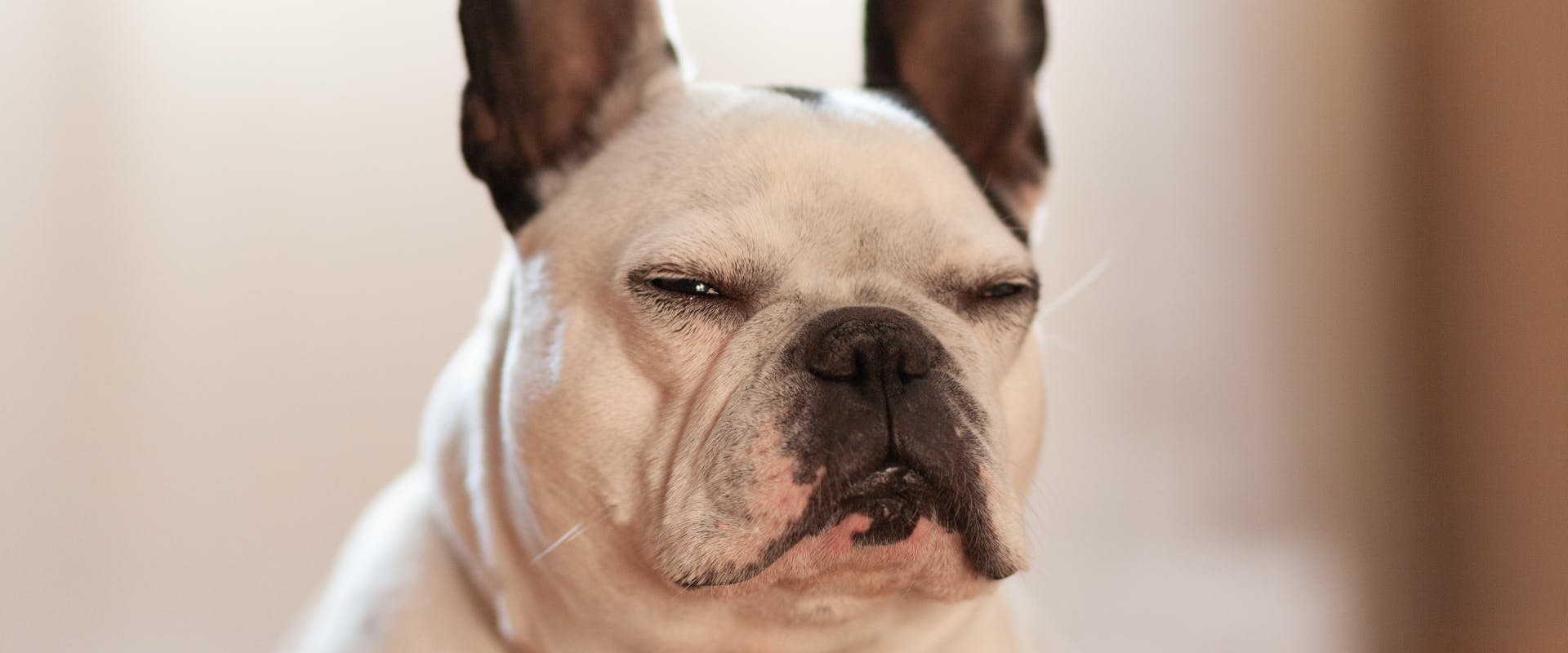 french bulldog with its eyes half closed