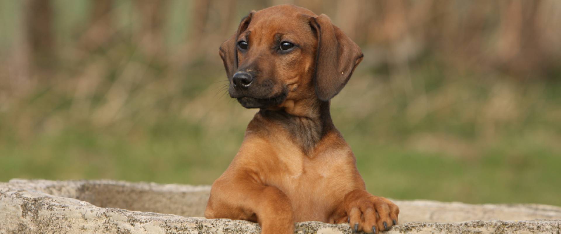 Rhodesian Ridgeback Puppies | TrustedHousesitters.com