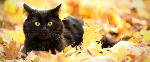 black cat lying in a pile of fall leaves