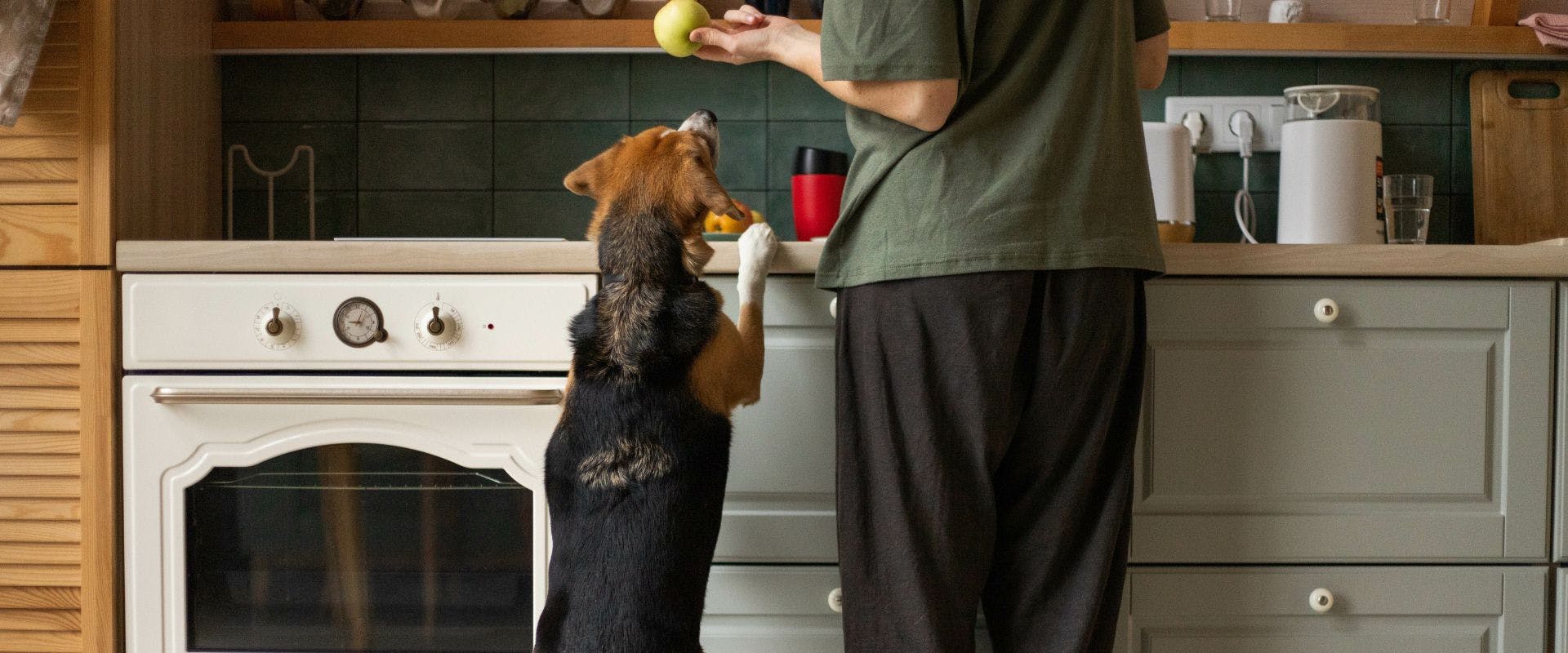 Dog jumping up at the kitchen side, eager to eat the apple in the person's hand