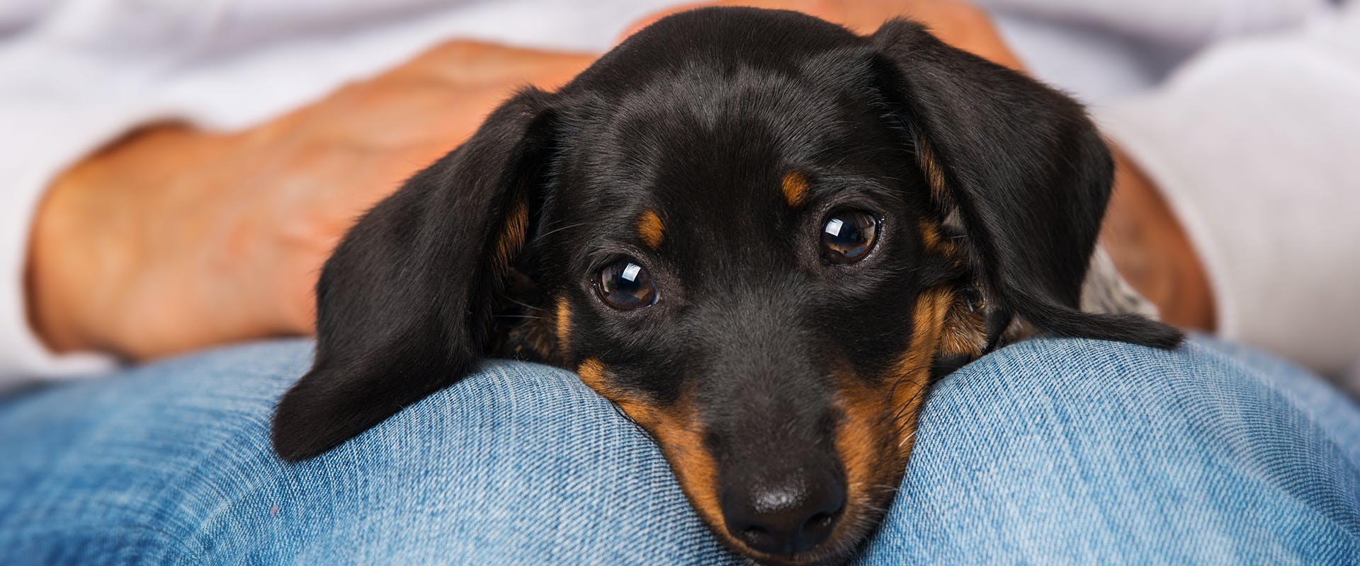 150 Unique Brown Dog Names TrustedHousesitters 150-unique-brown-dog-names-trustedhousesitters