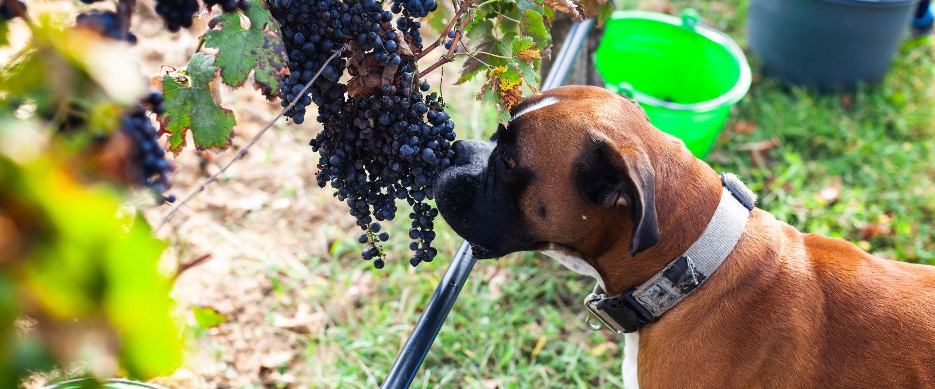 Boxer dog smelling bunch of grapes