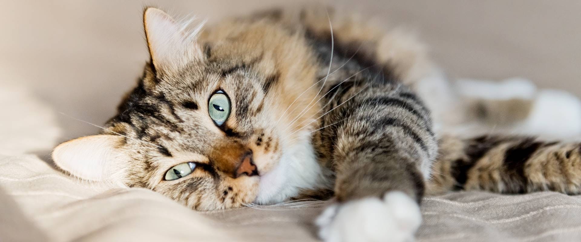 Green-eyed cat laying down and facing the camera