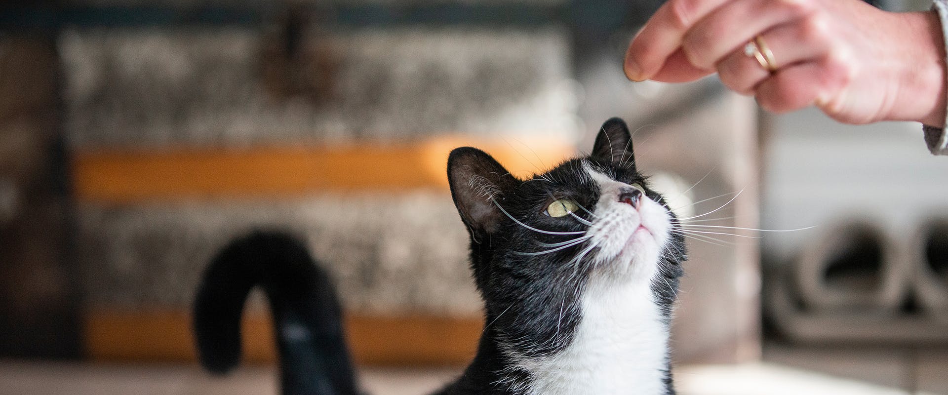 A cat looking up towards a person's hand holding a treat