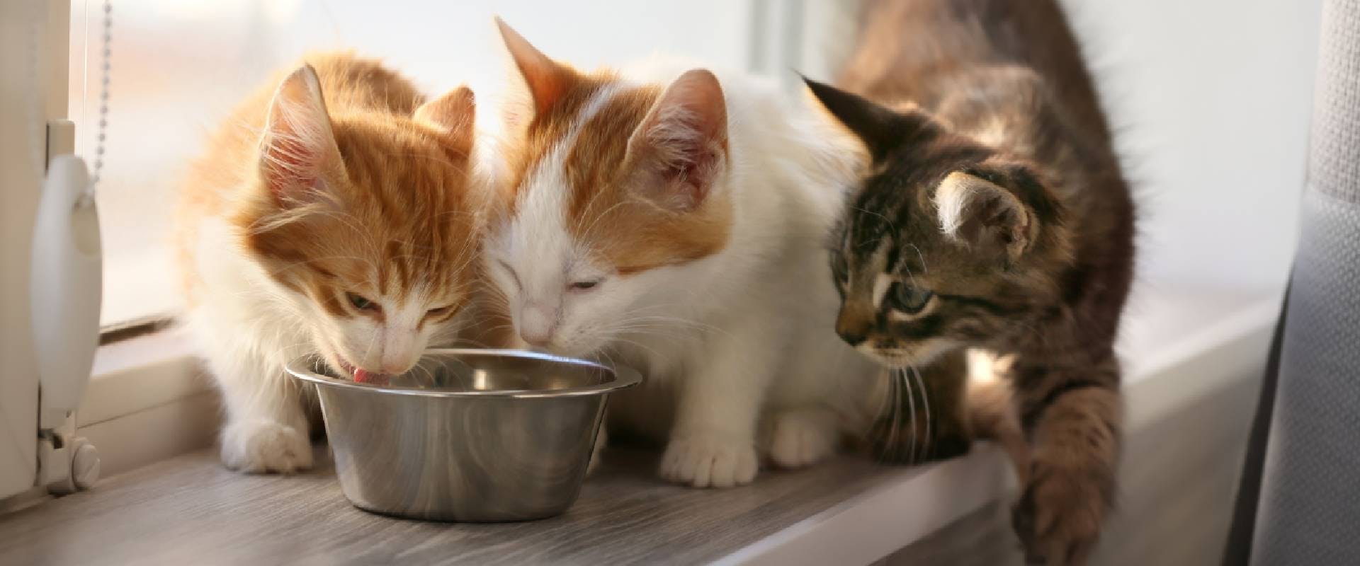 Three cats eating from a bowl