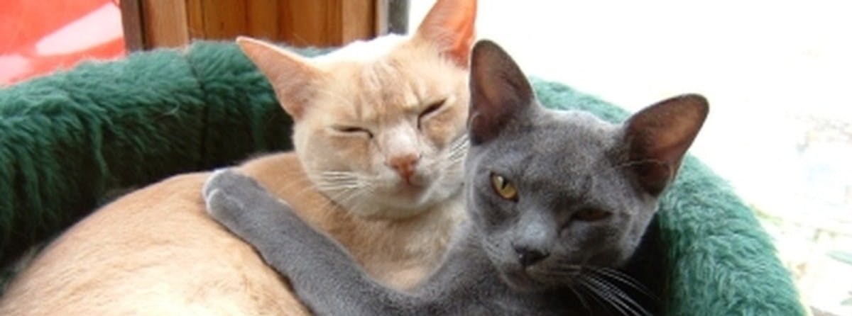 Two cats cuddling up at home.