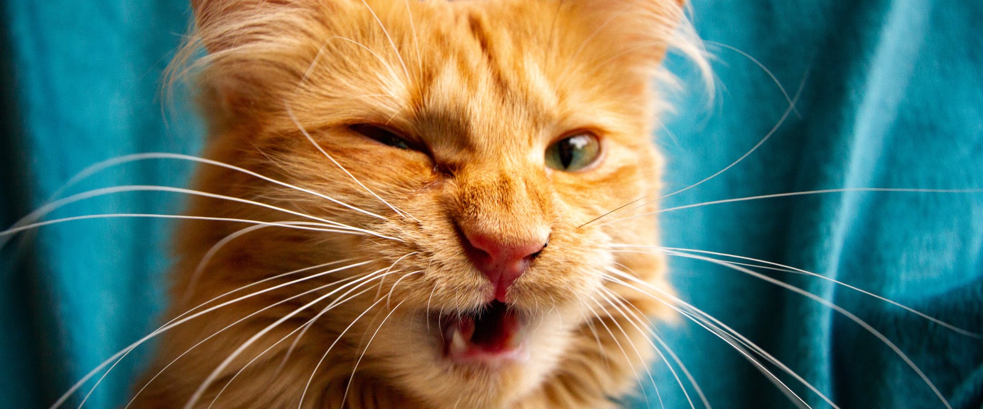 a long haired ginger cat feline sneezing