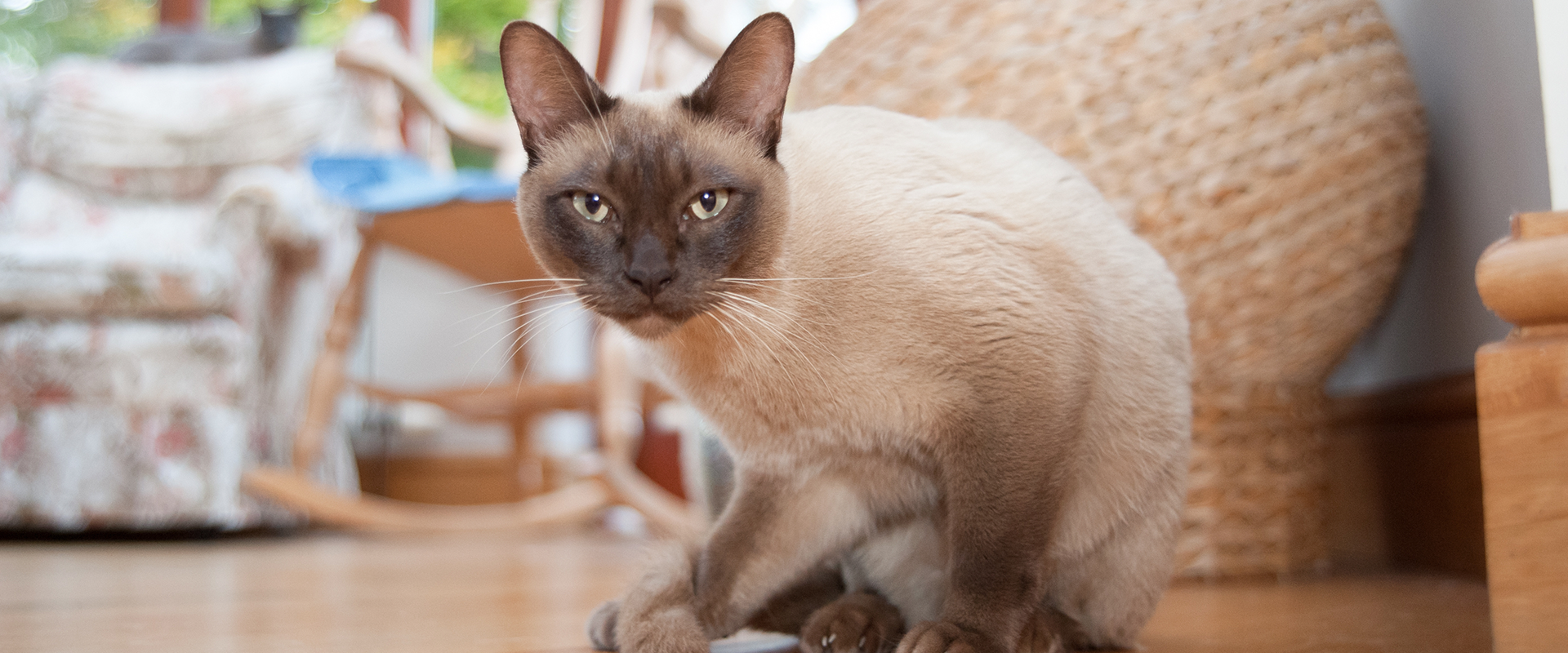 Burmese Cat Breed Guide | TrustedHousesitters.com