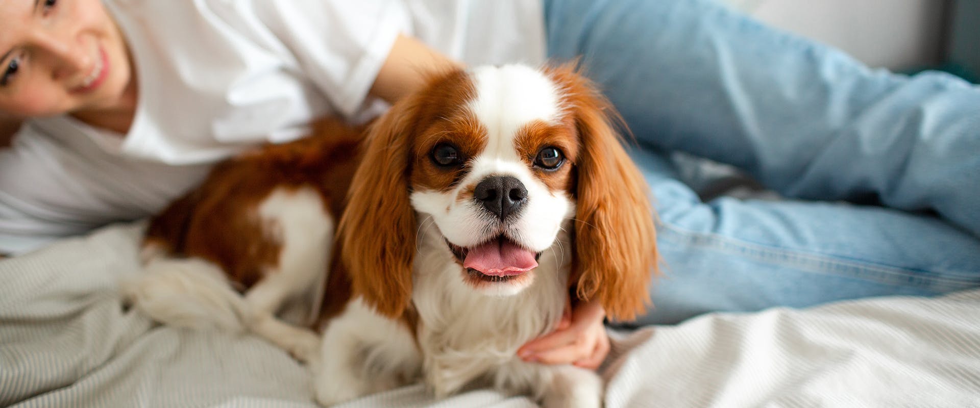 A Cavalier King Charles Spaniel sitting on a bed, cuddled up to a woman 