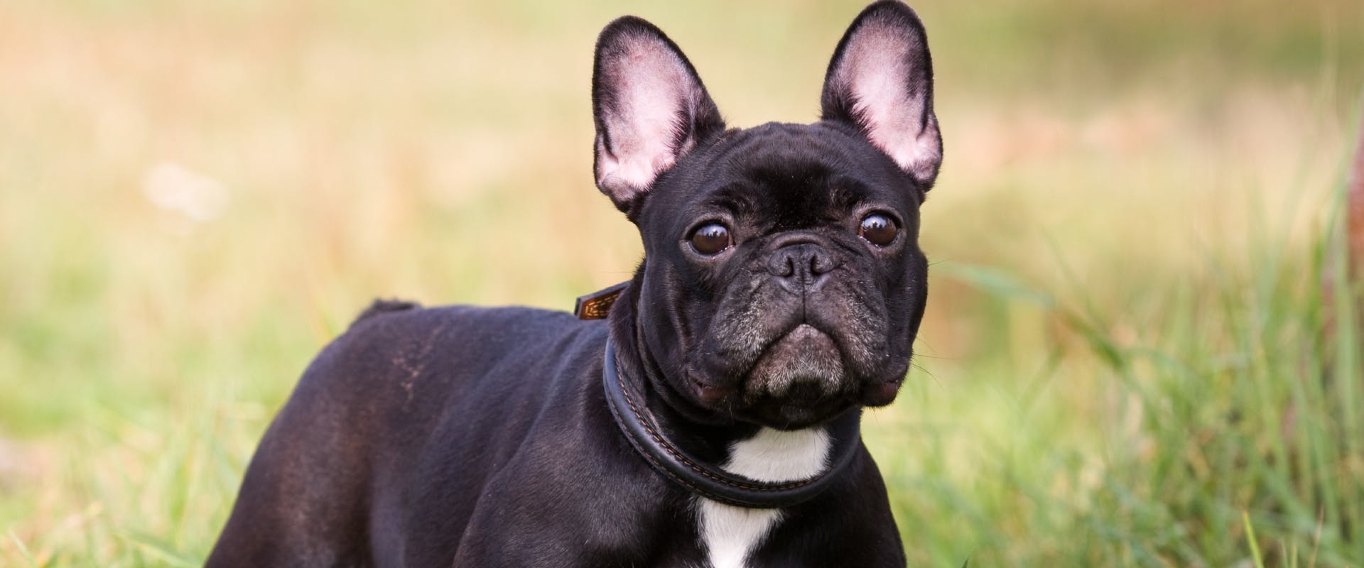 French Bulldog sat outside in a field of grass