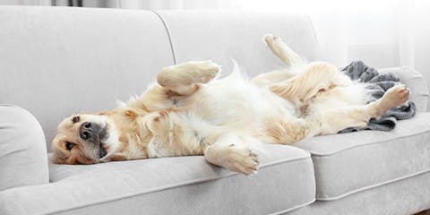 A Golden Retreiver lying on its back on a grey pet friendly couch