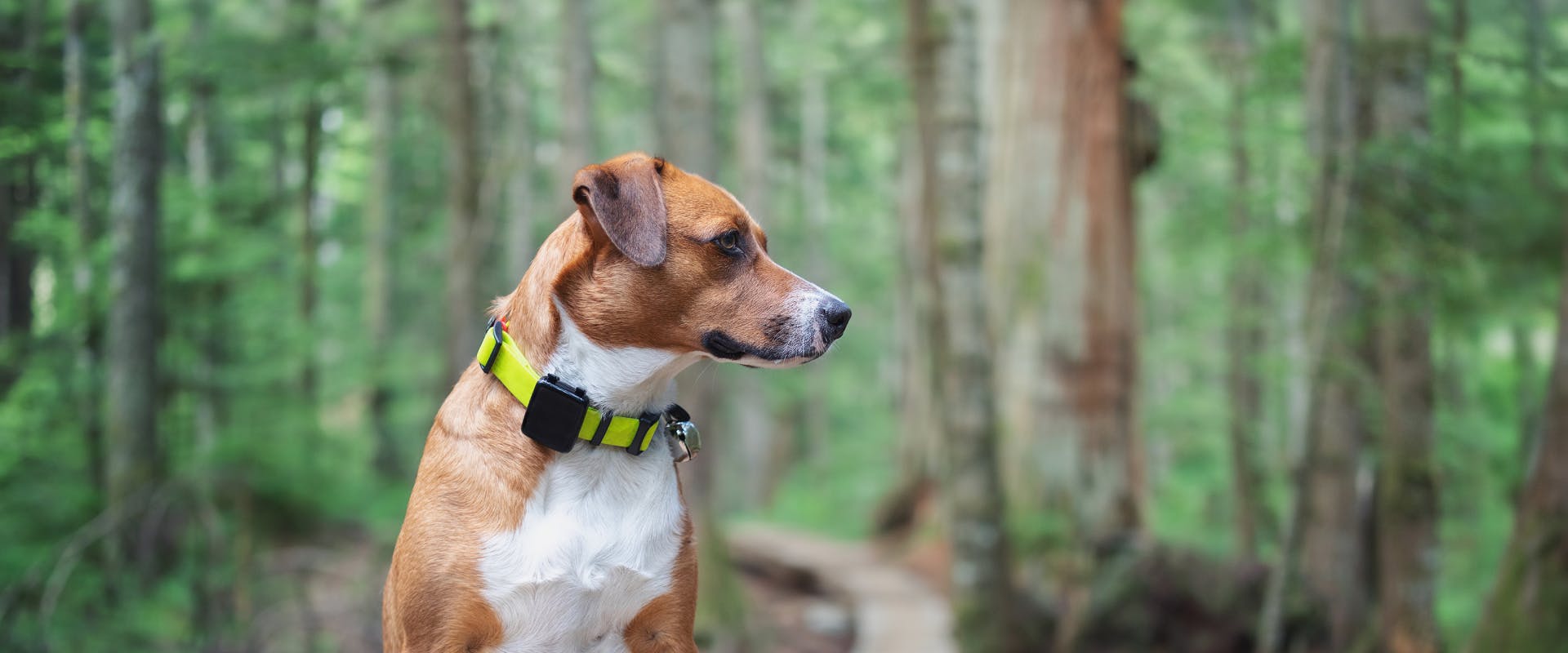 A dog wearing a tracker collar.