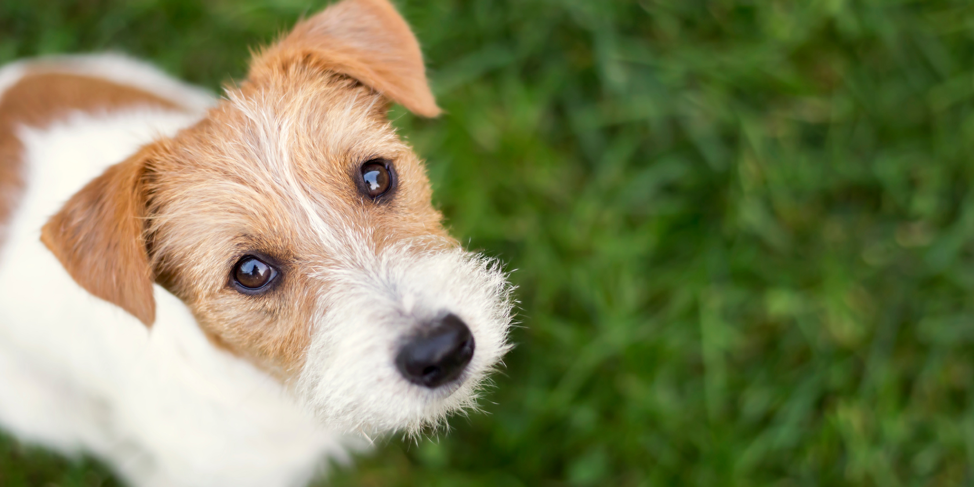 50+ Zenith and Zippy Dog Names Starting with Z