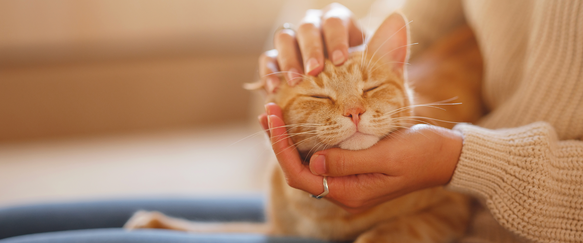 What Are Cat Pheromones and How Do They Work? | TrustedHousesitters.com