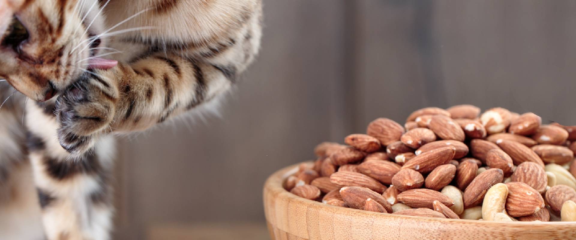 are nuts bad for cats