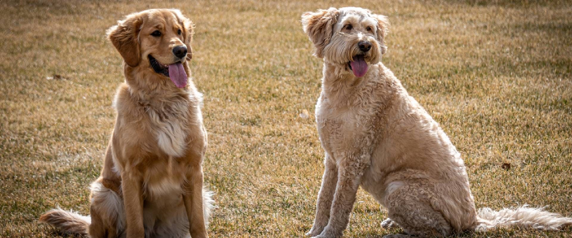 Golden Retriever and Goldendoodle sat in a field