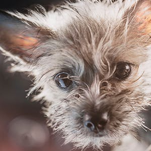 Chorkie Breed Guide | TrustedHousesitters.com Chorkie Breed Guide | Trustedhousesitters.Com