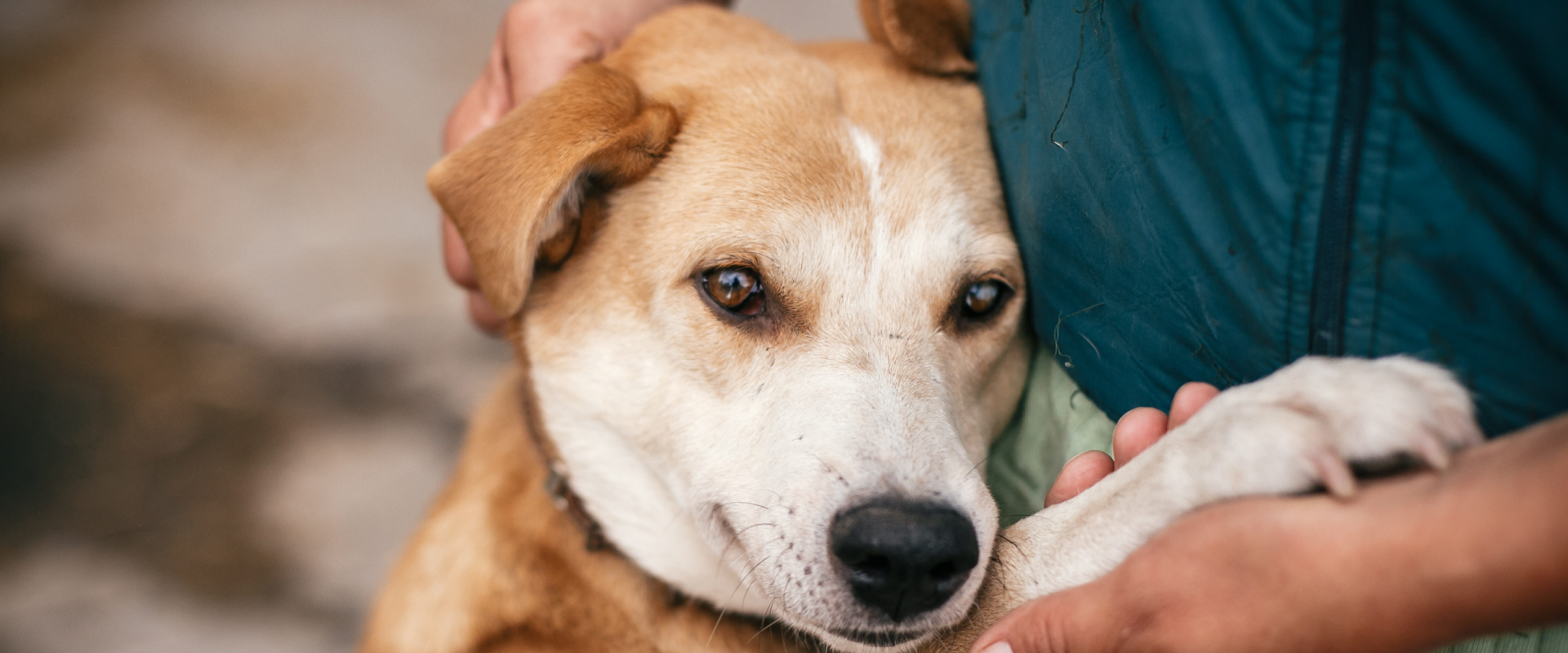 short haired dog hugging a human