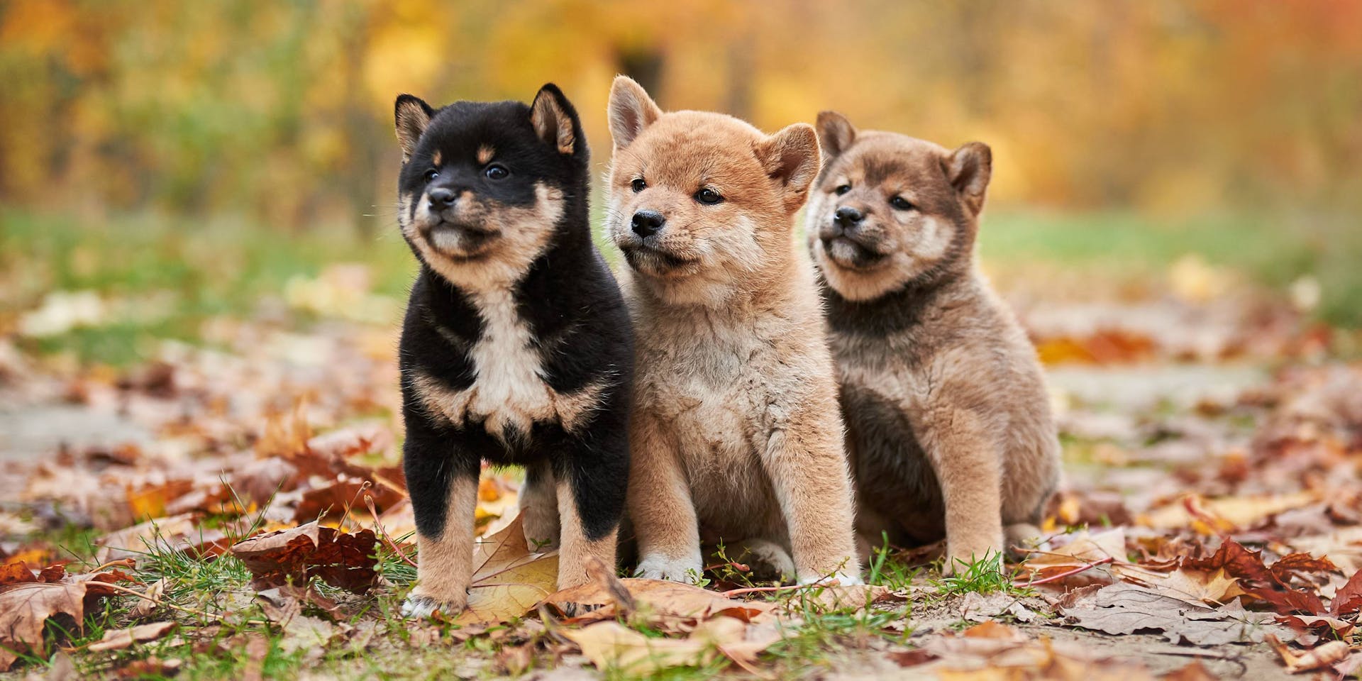 Three Shiba Inu puppies standing on fallen fall leaves.