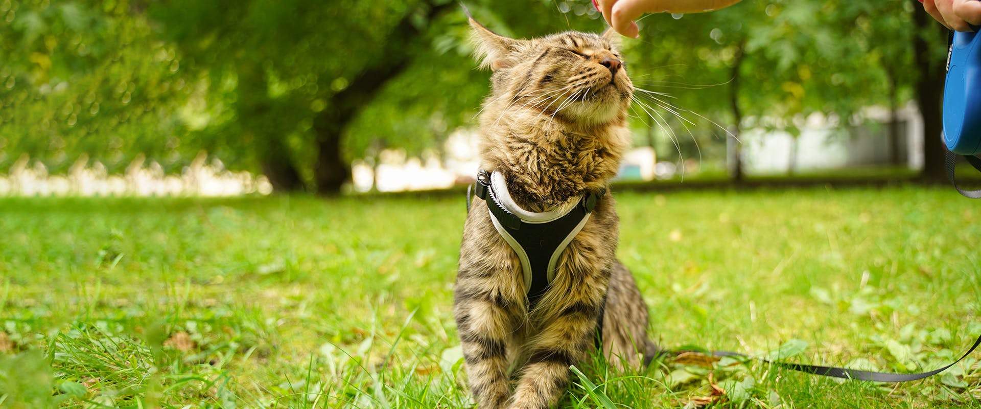 A fluffy cat standing in the middle of a park, wearing a black and white cat harness