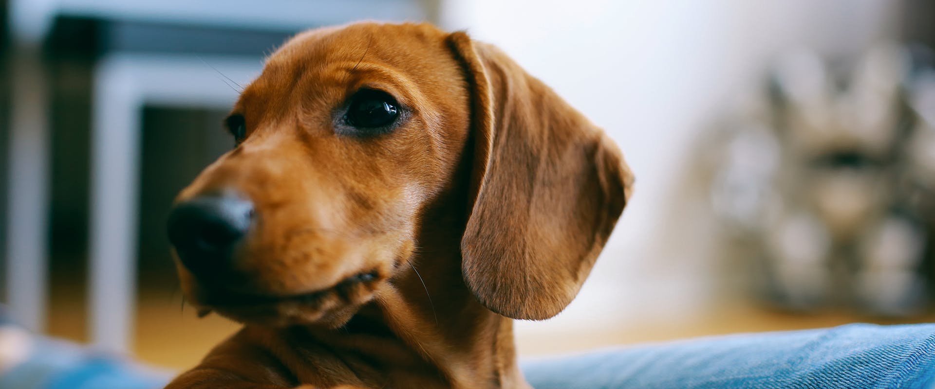 A brown Dachshund dog looking away, his head pointed towards the left
