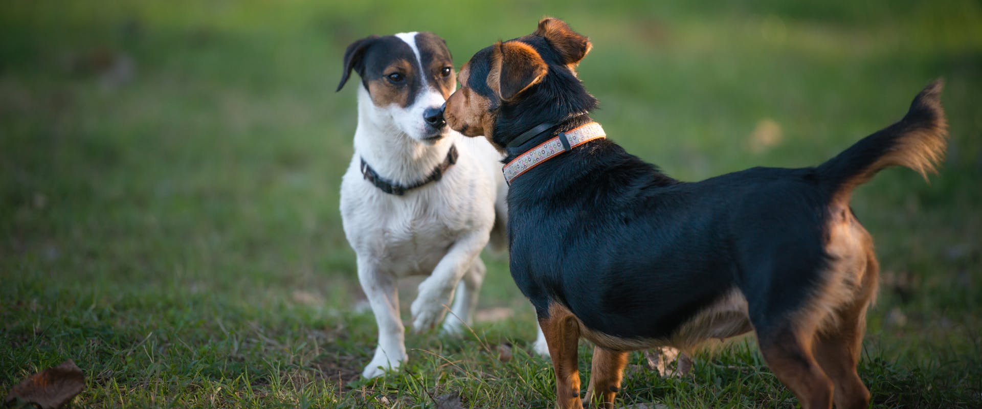 Two dogs sniff each other's noses in a park.