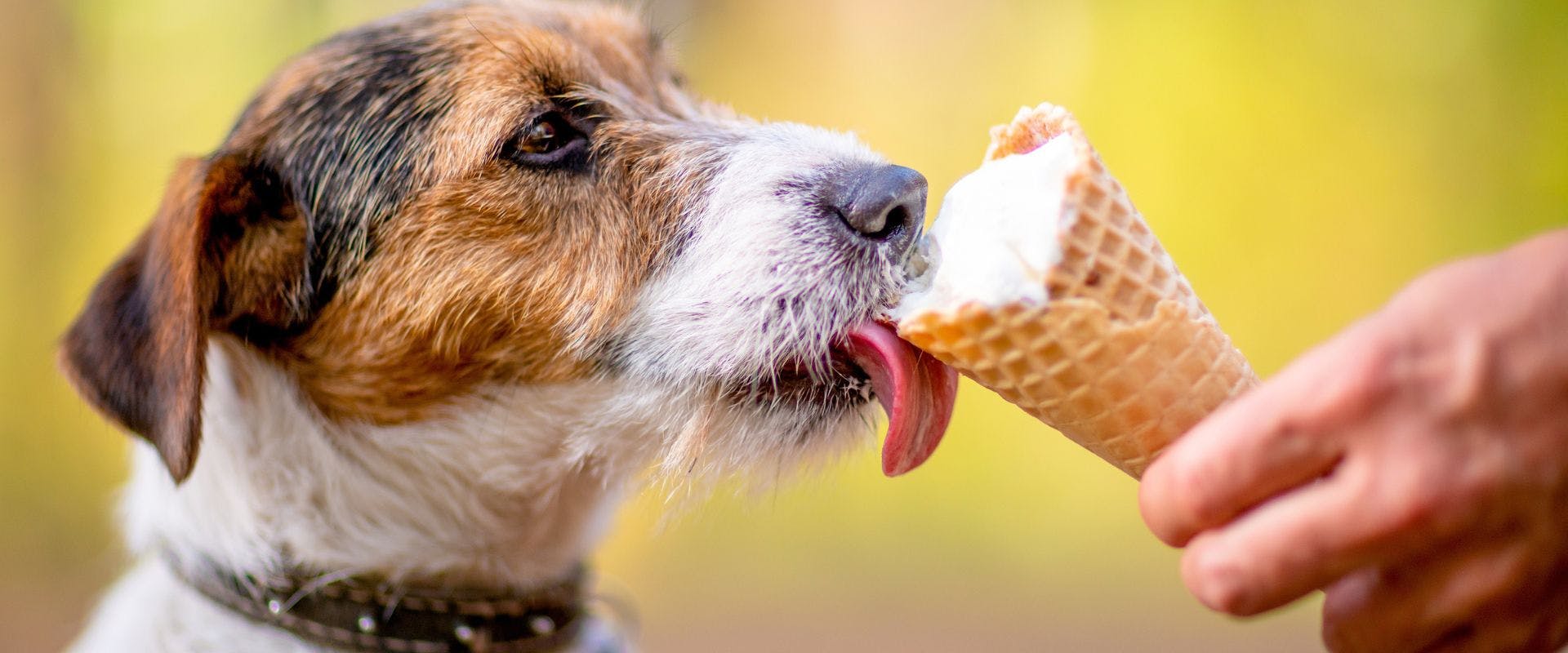 Jack Russell dog eating ice cream
