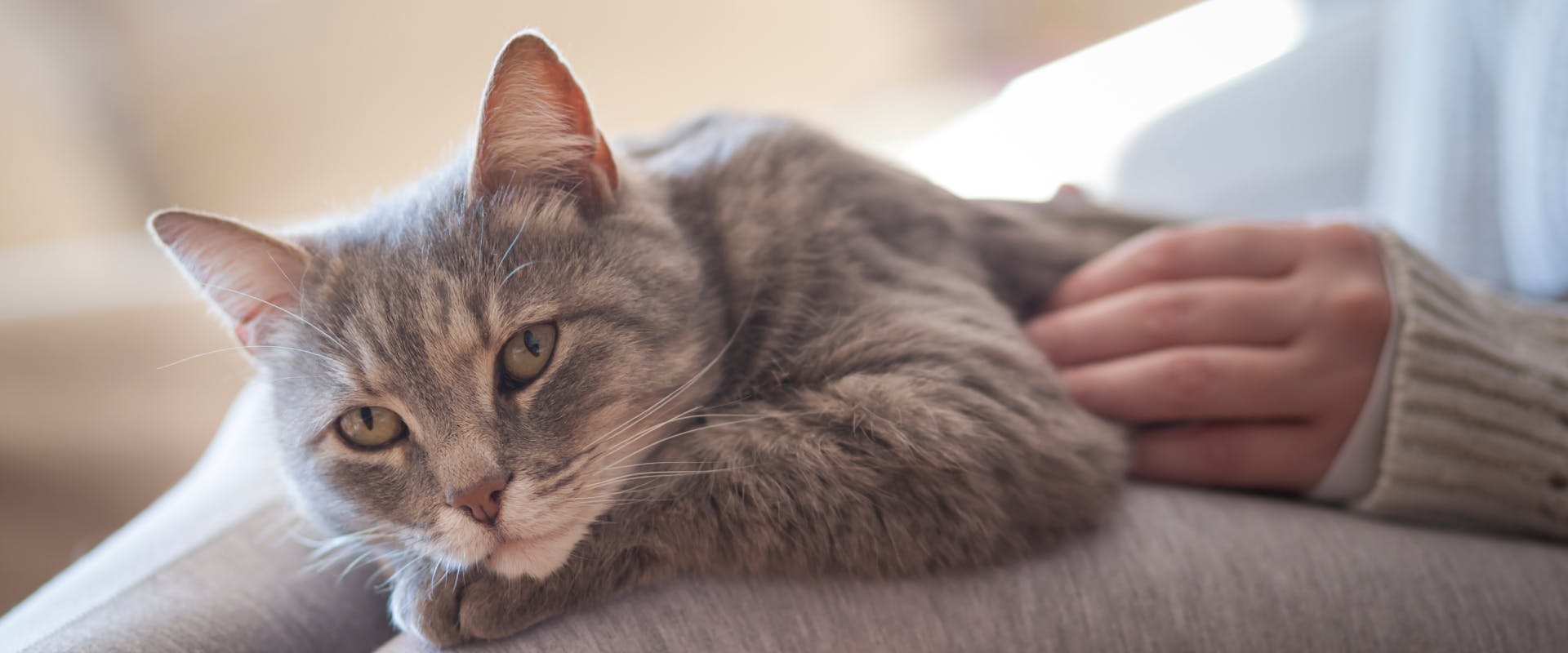 a gray tabby cat enjoying a cuddle and stroke on a cat sitter's lap