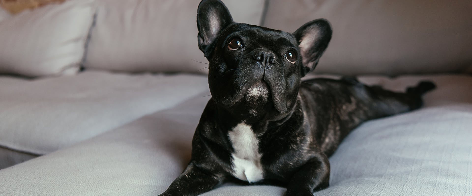 A black French bulldog sitting on a grey sofa, looking upwards