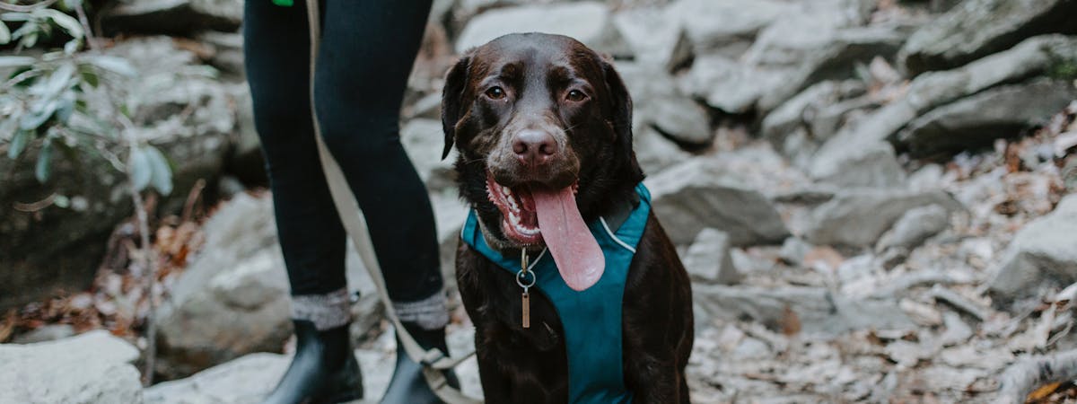 Dog panting with its tongue out, out on a hike