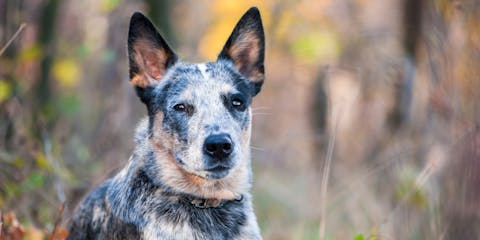 A Blue Heeler dog siting in woodland.