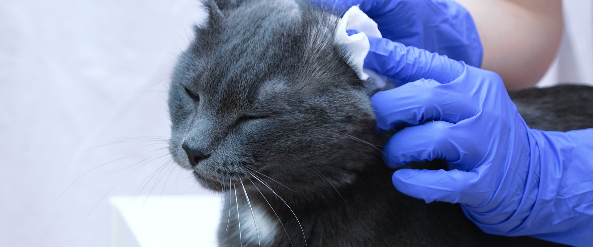 gray cat having their ear cleaned by a vet