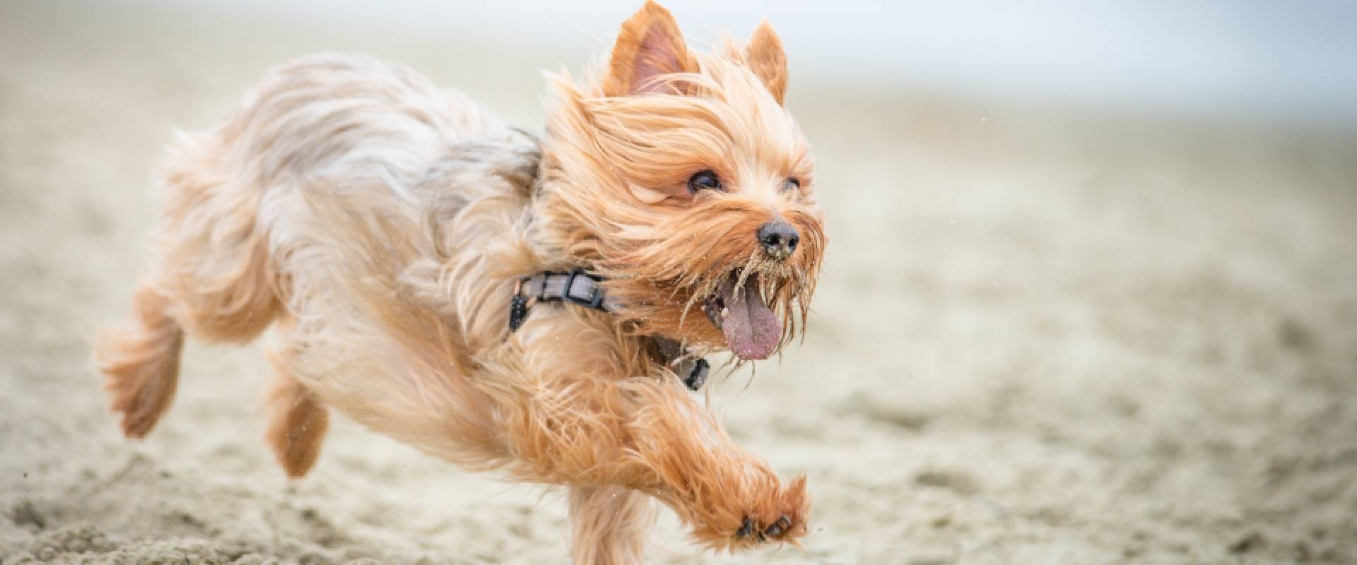 Yorkshire Terrier Breed Guide