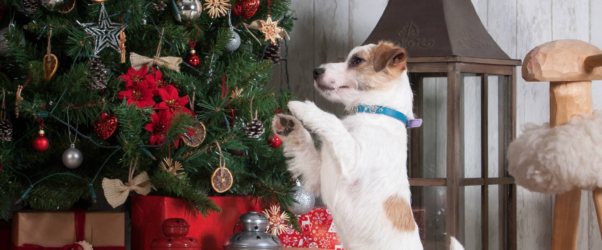 Jack Russell on their hind legs towards a Christmas tree